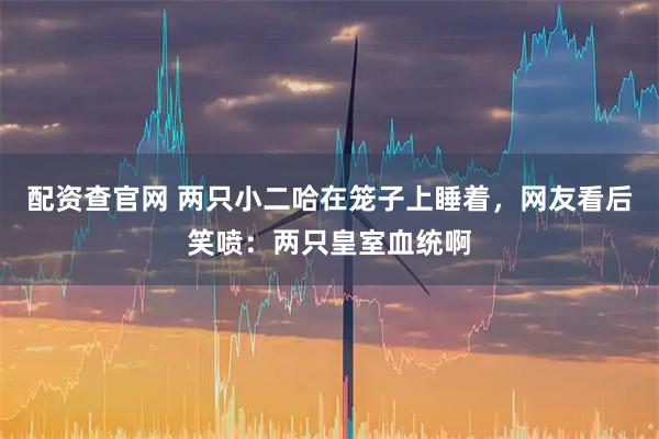 配资查官网 两只小二哈在笼子上睡着，网友看后笑喷：两只皇室血统啊